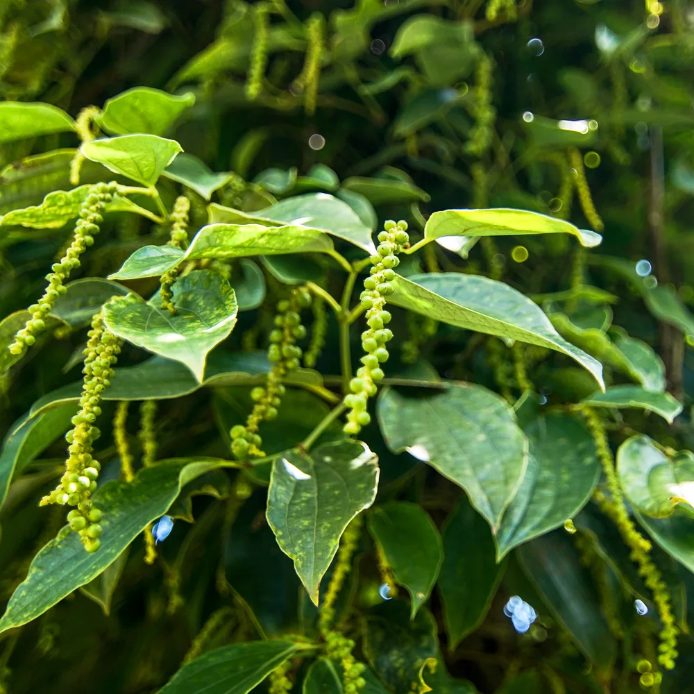 Kampot pepper vines on their wooden poles at the partner farm