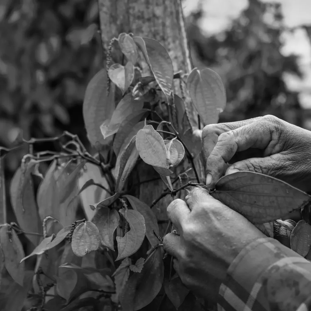 Hands picking Kampot pepper from the vine at the partner farm