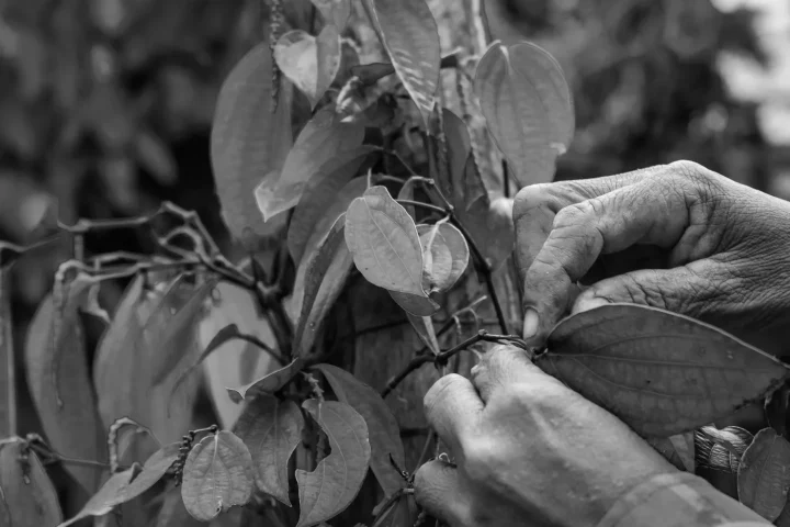 Hands picking Kampot pepper from the vine at the partner farm